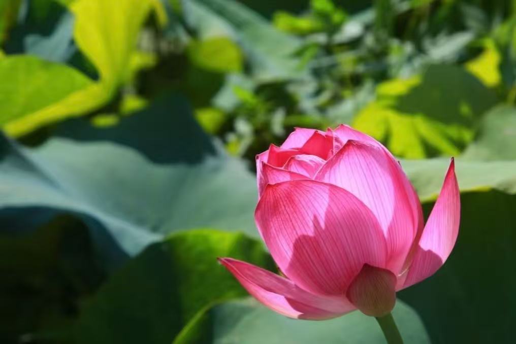 Guangchang Chinese Lotus